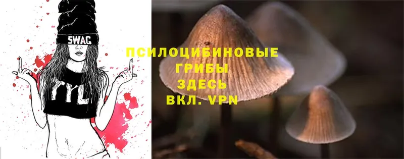 купить   Олонец  Галлюциногенные грибы Cubensis 